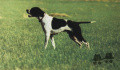 Pedigree POILU DE SAINT NIEL Pedigree POILU DE SAINT NIEL